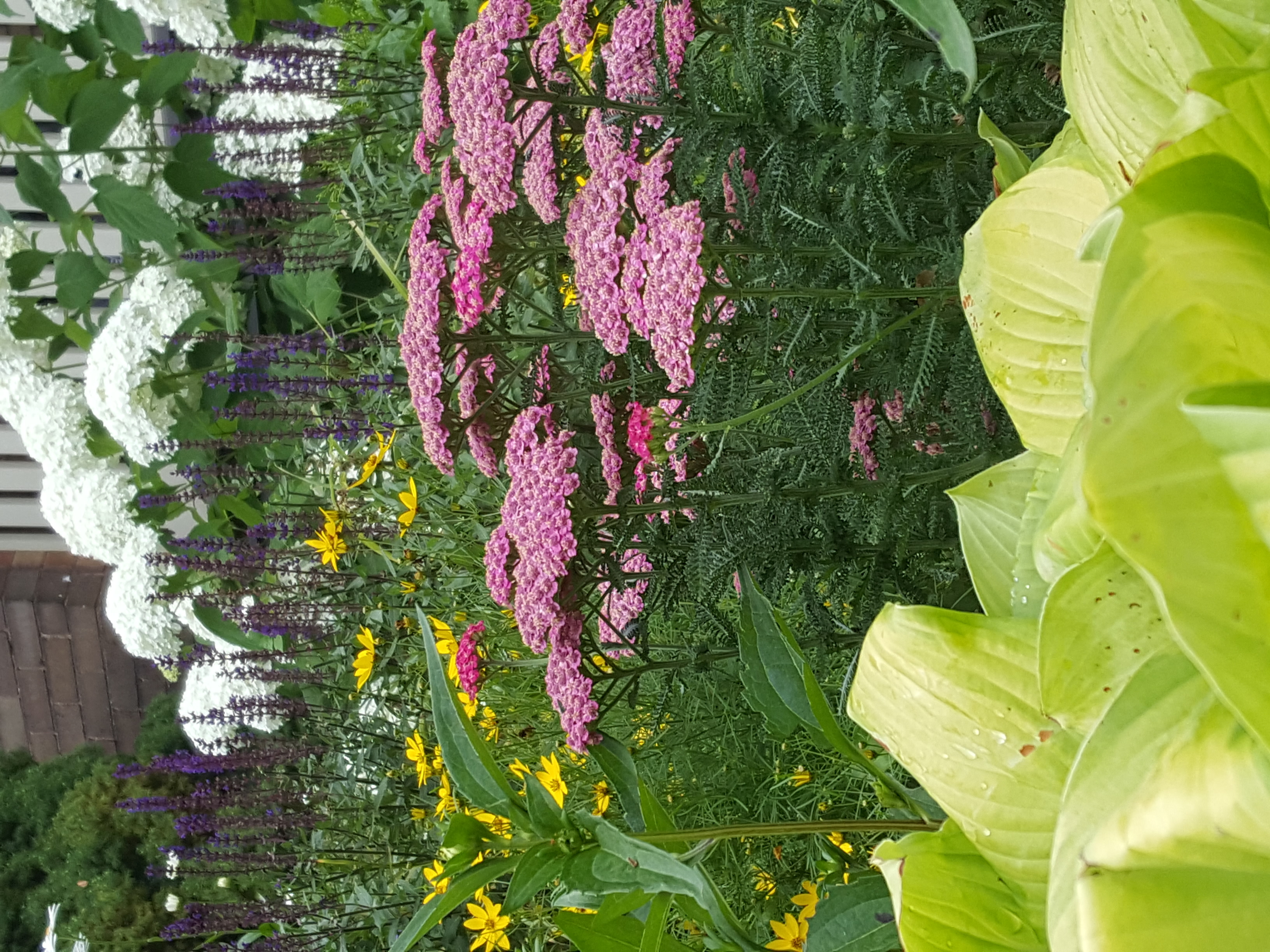 Pollinator Garden